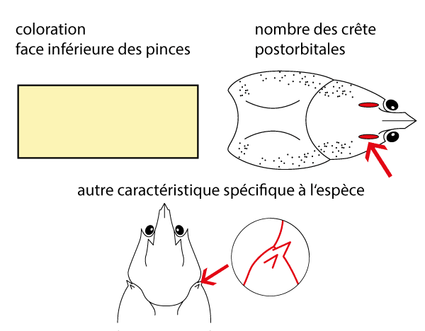 écrevisse à pattes blanches (Austropotamobius pallipes)