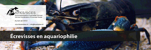 Aide-mmoire crevisses en aquariophilie